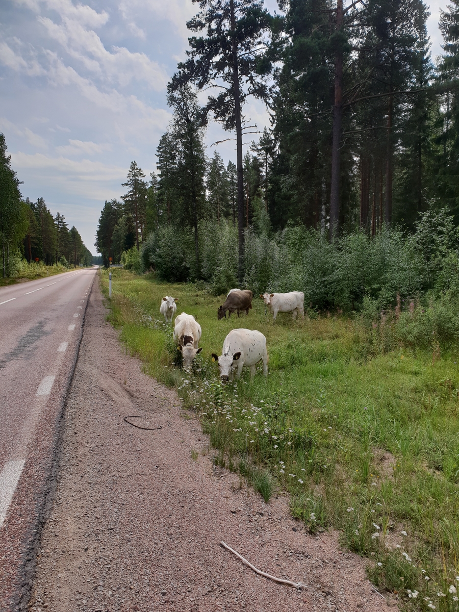 Jennie Tiderman-Österberg, Fjällnära kor betar invid väg E45, Kättboåsen, Venjan, Mora, 2018.