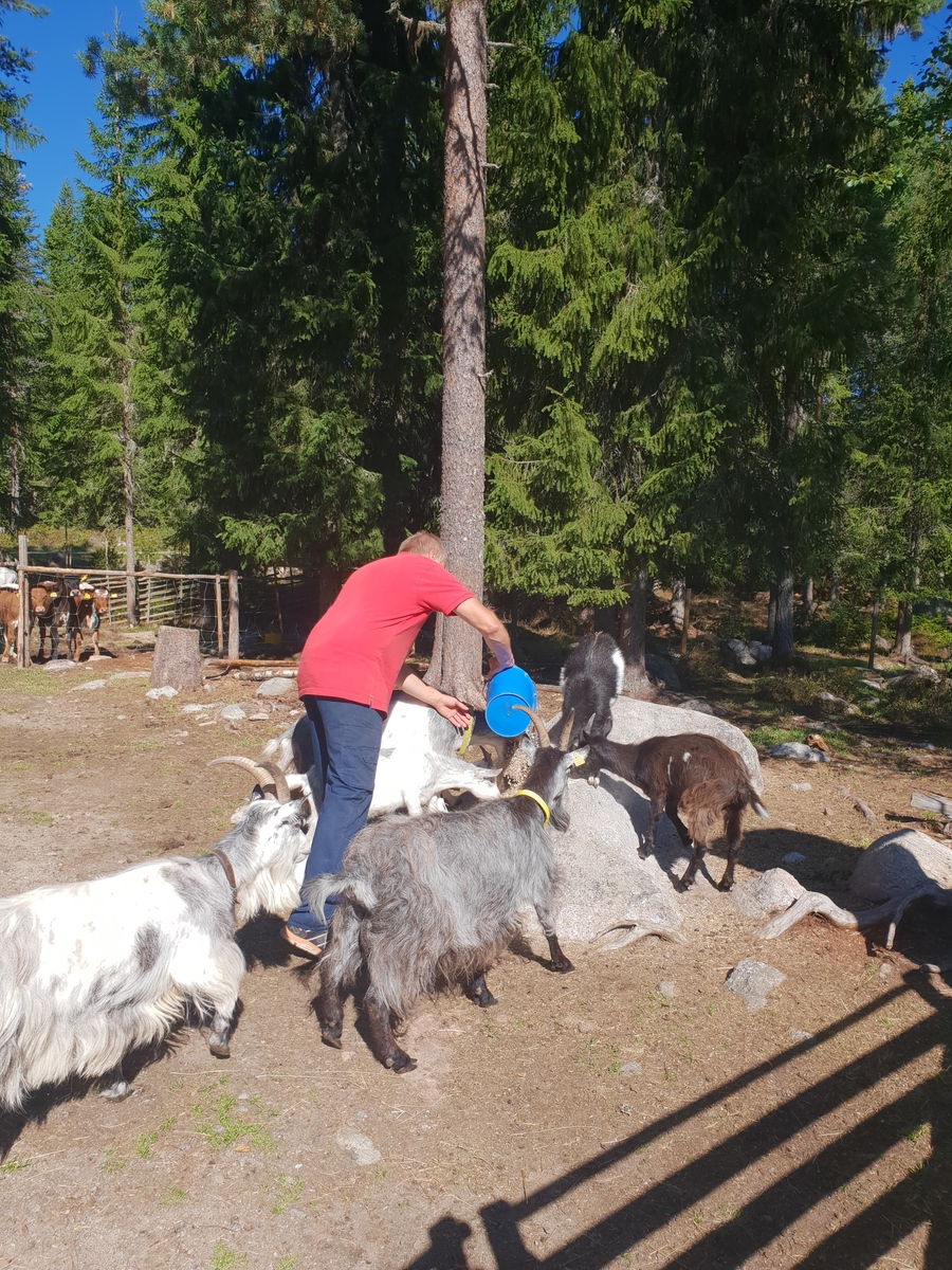 Jennie Tiderman-Österberg, Hans-Olov Backlund get getterna mat. Nysjöns fäbodar, Svärdsjö, 2018.