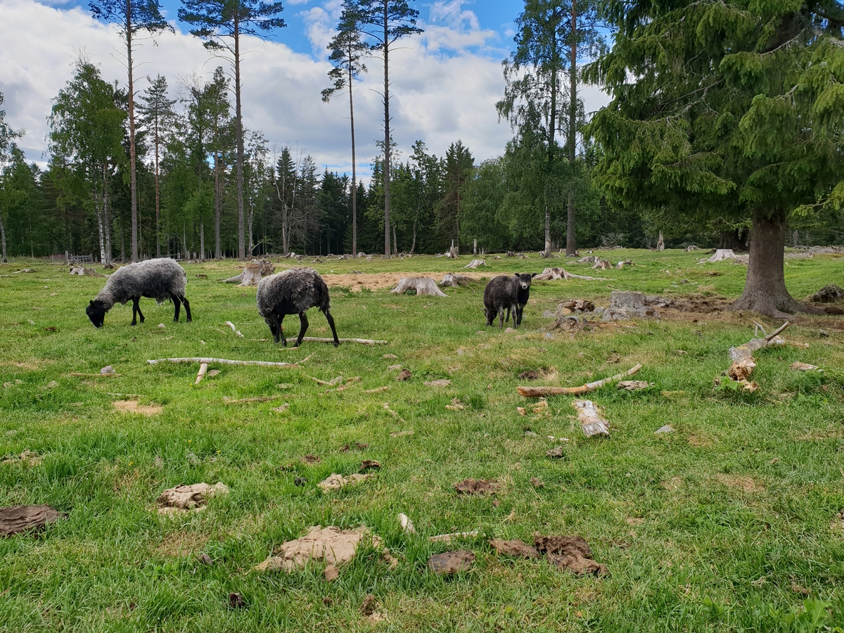 Jennie Tiderman-Österberg, får, bete, Östra Grunuberg, Orsa, sommaren 2018.