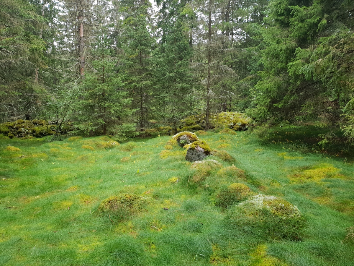 Jennie Tiderman-Österberg, Lämningar efter fäbodvall, Hedtjärnsbodarna, Grangärde, Ludvika, 2018.