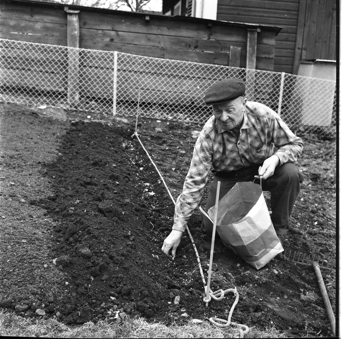 Percy Heldebrandt, Erik Fager sitter på knä i ett trädgårdsland och sätter potatis, troligen. Han bär keps, rutig skjorta och har träskor på fötterna.