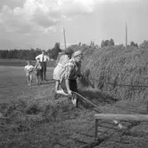 Diverse bilder, 1958.
Skördearbete.