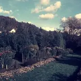 Oskar Larssons trädgård Soläng 1950-tal.
Kållereds Centrum ligger där sedan 1971.
Det vita huset till vänster är Kommunalhuset.