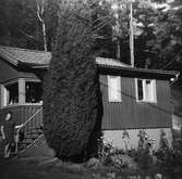 Hallen, Hallav. 7 ca. 1960. Sommarstuga som tillhörde Märta och Gustav Jinfäldt, Märta står vid trappan till vänster. Stugan byggdes ca.1950-tal och revs 1973, makarna uppförde en villa på tomten.