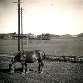 Hästen Docka. Till höger Ekans gård, Ekan 1:1 år 1953.
Till vänster ses Svinfarmen - Kållereds brädgård vid nuvarande Bangårdsvägen.
Vägen i förgrunden är vägen till Tollered och Heljered.