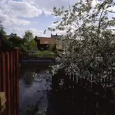 Blommande fruktträd på Västerlånggatan 3. Utsikt över Arbogaån och ågårdar på Storgatan.