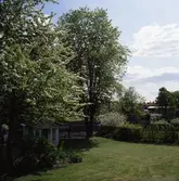 Blommande träd och lusthuset på Västerlånggatan 1. Arbogaån och ågårdar på söder, syns i bakgrunden.