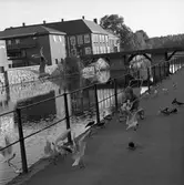 Ett barn i sittvagn matar duvor och skrattmåsar. Bilden är tagen på Labron/Ladbron/Lastbron. Till vänster ses Stadsbiblioteket och rakt fram ses Kapellbron över Arbogaån.