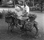 Dage Asplund utanför sin butik, Lövsta Handel. 
Man med vattenkanna. Han vattnar blommor som är planterade på en cykel.