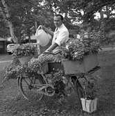 Dage Asplund, ägare till Lövsta Handel. Han vattnar blommor som är planterade på en cykel.