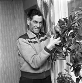 Einar Knutsson på Västerlånggatan visar en ståtlig krukväxt.