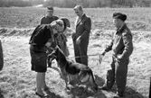 Fältpoliser övar vid Centrala Verkstäderna Arboga. Polis med schäfer i koppel. En kvinna klappar hunden. Bredvid står Anders Högfeldt.
CVA