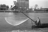 Norsfiske med håvbåt i Arbogaån. 
I bakgrunden ses Lantmännens silo vid hamnen.