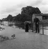 Uppe ur ån! Katten Måns har räddats av polismännen Ragnar Hedin (till vänster) och Ivan Pettersson (till höger).
Måns är hemmahörande hos familjen Hallin på Västerlånggatan 3. Det här är inte första gången han varit ute på äventyr.
Tilläggas kan, att lillmatte Marie-Louise björ poliserna på tårta som tack för den hjältemodiga insatsen.