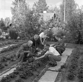 Trädgårdsordlare. Fyra kostymklädda män sitter på huk intill en rad med jordgubbsplantor. Tre kvinnor tittar på.
Platsen kan möjligen vara Högsta koloniområde.