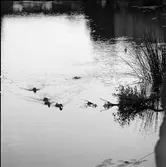 Änder i Arbogaån. 
Gräsandshonor och vass.