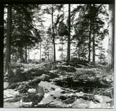 Kung Karl sn.
RAÄ 554/71.