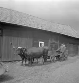 Sista oxspannet i Stjärnorp