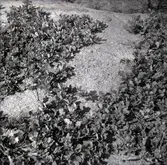 Vy från Blå Jungfrun.