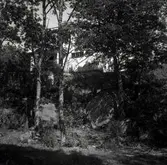 Helgerum, gamlegården byggd 1919-1920 sedd genom skogen.