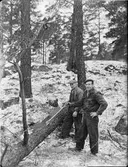 FÖRSTA TRÄDET FÄLLES SAMT GRÄVSKOPA