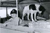 Lantbrevbärare Oskar Johansson,  Vuonatjviken, körande snövessla på linjen Långudden-Vuonatjviken  (33 km.)  Hunden är hans trogna ressällskap. April 1952.