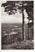 Dalsland. Utsikt över sjöar, berg och skog med två tallar i förgrunden på höger sida.