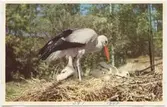 Vykort med motiv från Skansen. Vit stork med ungar.