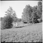 Bortanför åkern vid sjön Båvens strand skymtar det nedlagda lokstallet nära gården Klippan. Som var en liten järnväg för timmertransport.