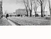 Varbergs torg med Varbergs sparbank i fonden. Från början av 1900-talet. Kullerstensgata och -trottoar. En gumma gående mot kameran. Vid kanten mot torget en rad träd. Torgstånd. I bakgrunden syns Bergs väderkvarn i Drottninggatans förlängning. Repro av vykort daterat 1904-03-02. Nedanför bilden finns en text: 