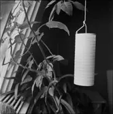 BLOMMOR OCH BLADVÄXTER ARRANGERADE TILLS. MED MOLIN & FRU LAGERKRANS