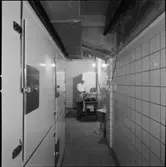 FÖR RINGBLADET TAGN. Å BRÄNDA TOMTEN, BÄCKASINEN O. BÄCKAHÄSTEN