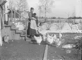 Familj som matar sina höns. Fotografi från området Österstand i Vetlanda.