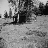 Sannagårds kölna som ligger i en gräsbacke vid ett lövträd. Den lilla byggnaden är uppförd i skiftesverk och har stickor/pärt på taket. Kölnor användes för att torkad malt man till ölbryggningen. Vanligtvis stod en kallmurad rökugn direkt på jordgolvet i kölnan. Den eldfarliga kölnan placerades därför en bra bit utanför gården och byn. När man eldar i rökugnen söker sig värmen uppåt och torkar maltet (groddat korn) som ligger utbrett på lavarna. Ibland användes en kölna även som bastu. Man mältade oftast bara en gång per år; på hösten efter spannmålsskörden.