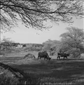 SOMMARHUS PÅ LÅNGÖ