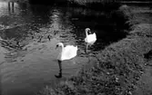TVÅ SVANAR OCH NÅGRA ÄNDER I VIKTORIASJÖN