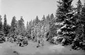 SNÖTYNGD GRANSKOG.


Tillv.tid: 
Övriga nr: 551
Repro nr: 
Registrator: BS

RealNr: 137     Motiv_spec: GRANSKOG

Proviens
Kod: 41
Yrke: Namn: GRANQVIST ANDERS
Land: 
Län: 16
Kommun: 
Stad: SKARA
By: 
Gård: 
Fastighet: 
Adress: 


Proviens
Kod: 21
Yrke: Namn: 
Land: 
Län: 16
Kommun: 
Stad: SKARA
By: 
Gård: 
Fastighet: 
Adress: