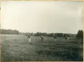 Ramnäs sn, Surahammar.
Slåtter i Usträngsbo. 1925.