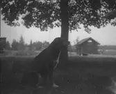 Hund sittande under träd.