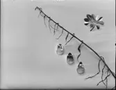 3 RINGAR SIGURD PERSSON