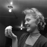 Hönseri i Vretstorp.
7 februari 1959.