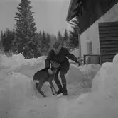 Rådjur i Ramshyttan. 
13 februari 1959.