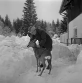 Rådjur i Ramshyttan. 
13 februari 1959.