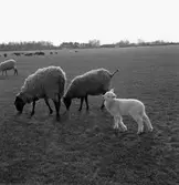 Får. 
28 april 1959.