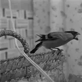 Tam domherre. 
5 maj 1959.