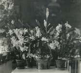 Kaktéer och andra blommor i Rungården 1916.