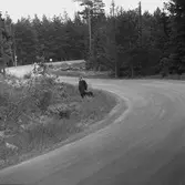 Skallgång efter fru Lind. 
17 juni 1959.