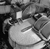 Man i arbete vid holländeri PM 3 och 11 på pappersbruket Papyrus i Mölndal 6/5 1955.