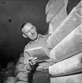 Reportage från Papyrus pressvisning i Mölndal, 29/8 1955. En man i arbete på Papyrus.