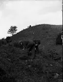 John Liedholms glasplåtssamling.